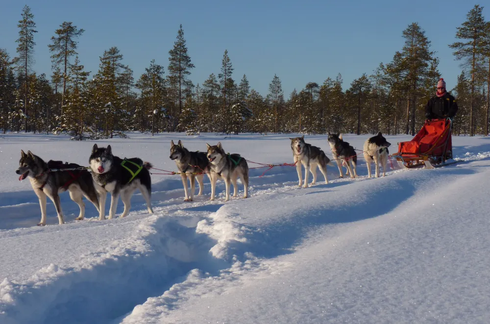 A taste of mushing with Aurora Borealis Adventure