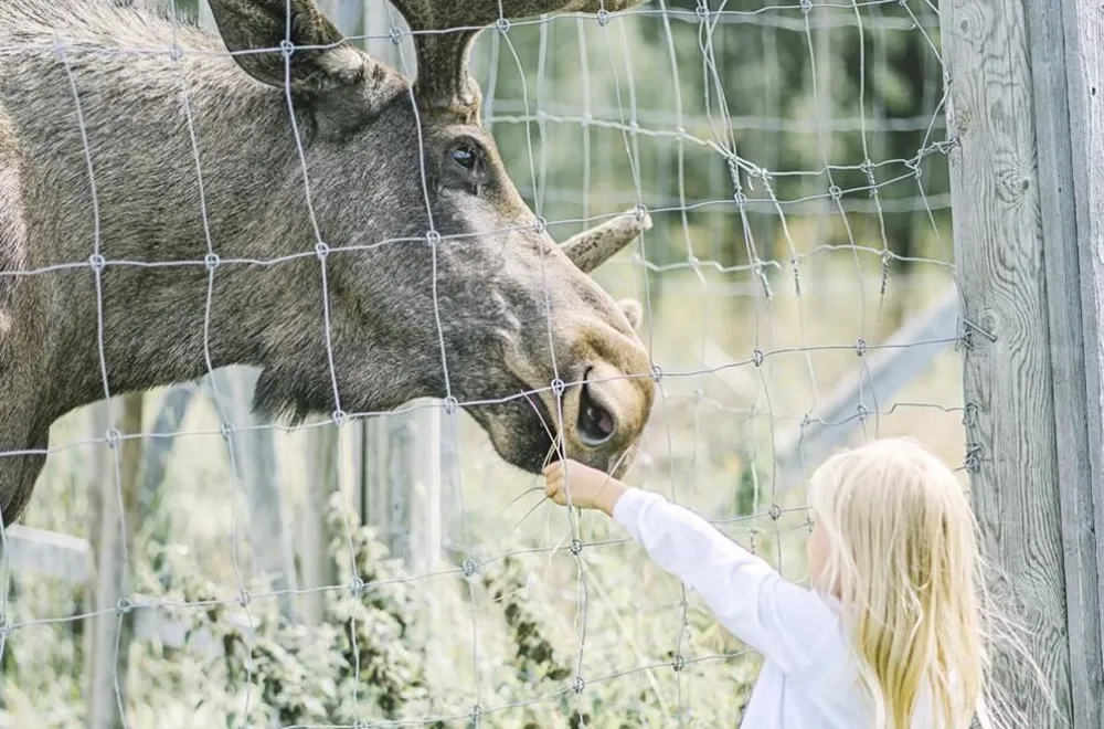 Flicka matar älgtjur hos Älgens Hus