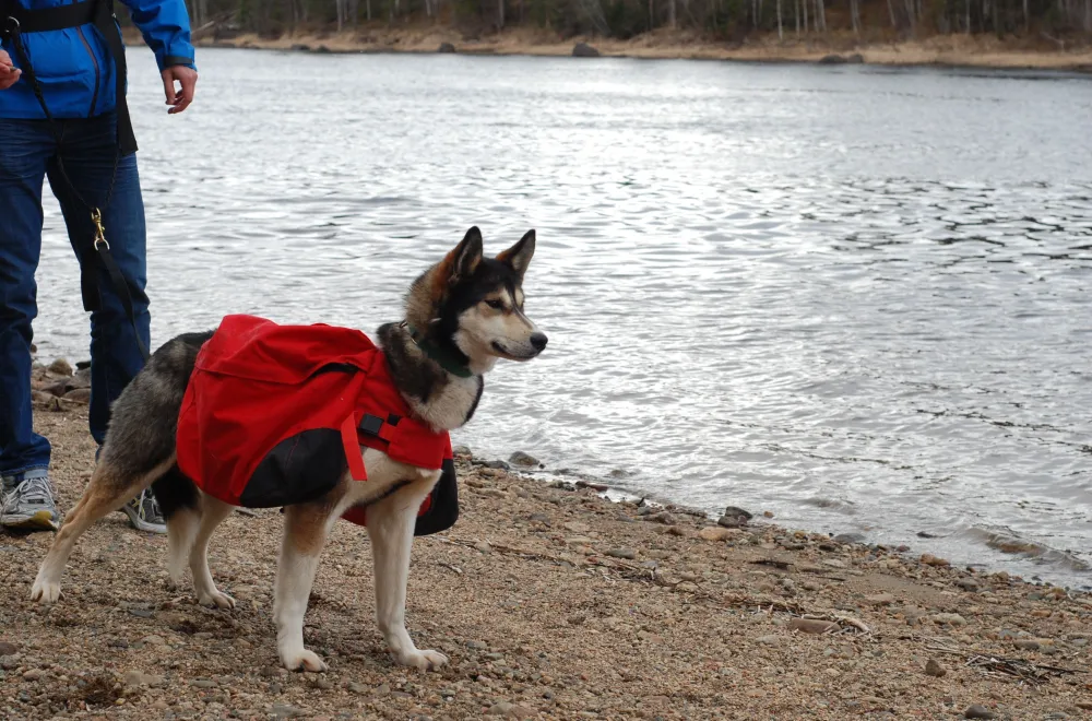 Husky walk