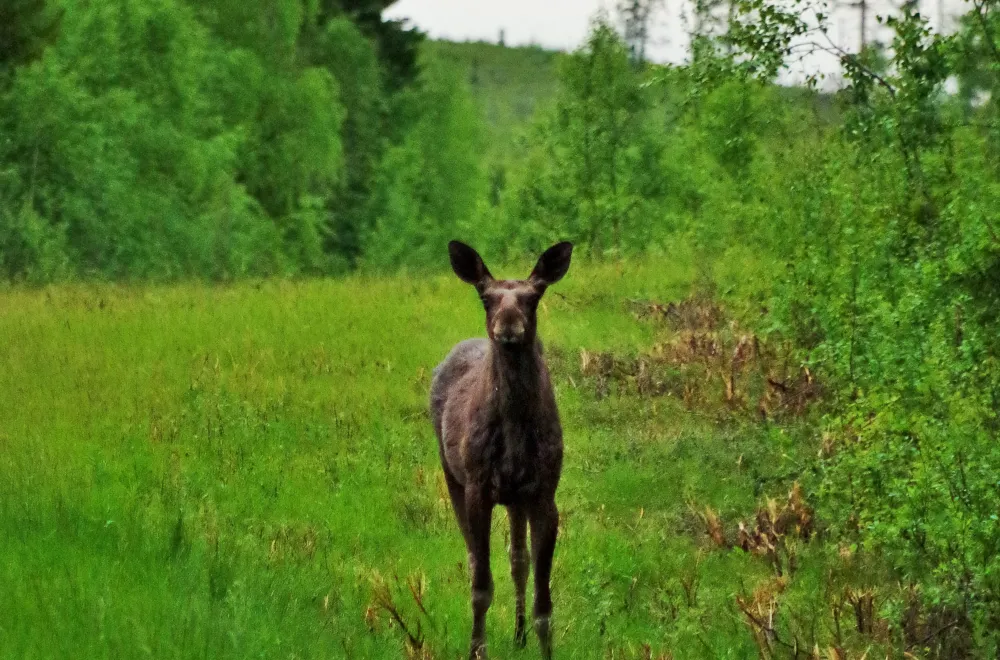 Moose safari