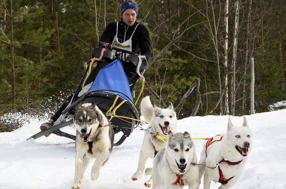 Dog sled ride with Hedlunda Husky