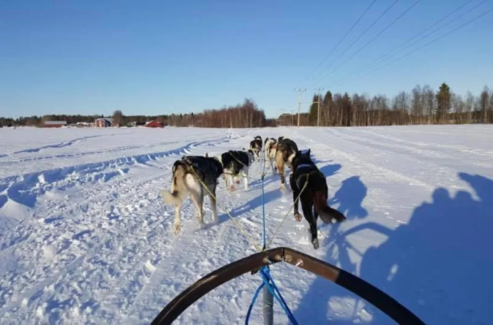 Dog sledding with River Lake Huskies