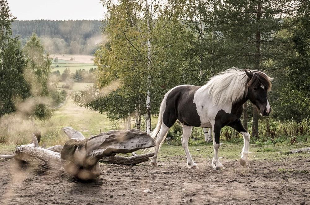 Umeå Icelandic Horse Meeting