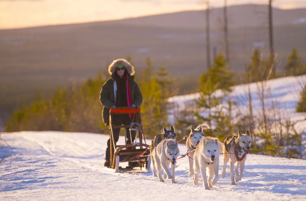 Go dog sledding in Granö