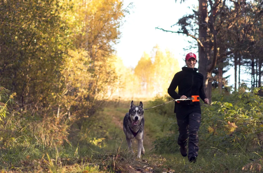 Husky trekking