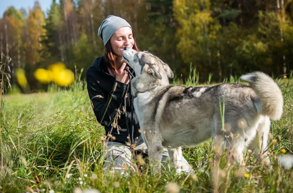 Husky trekking