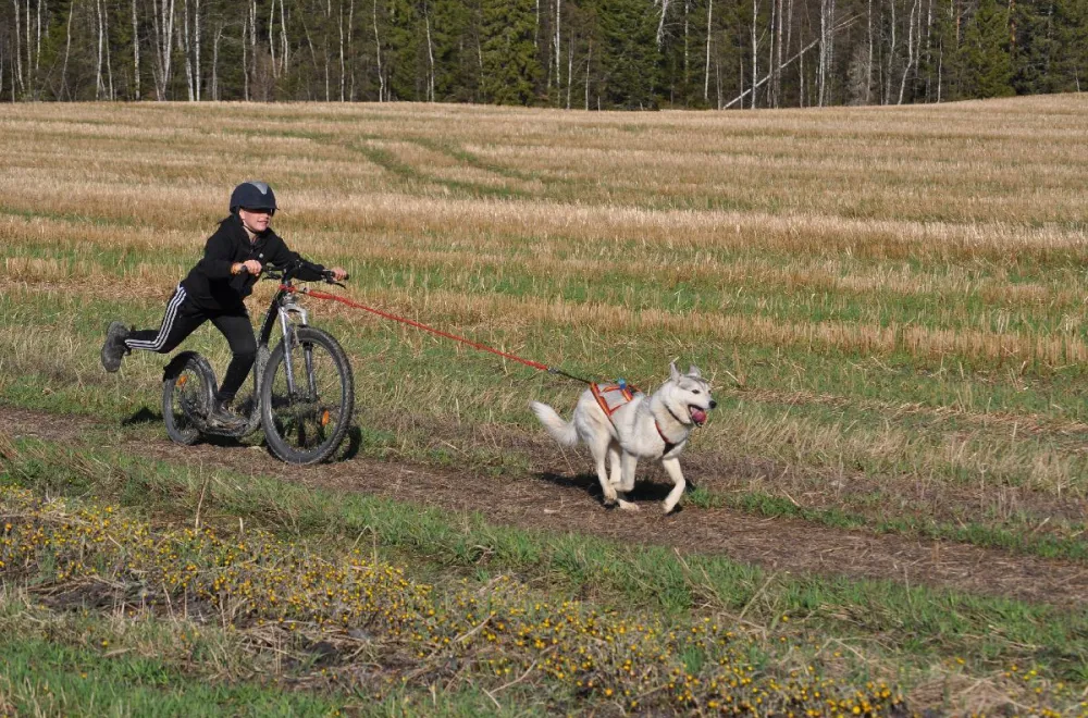 Hedlunda husky - off snow