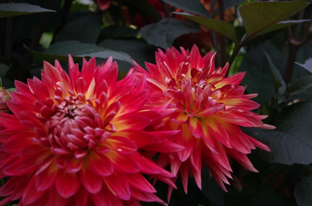 Flower tour