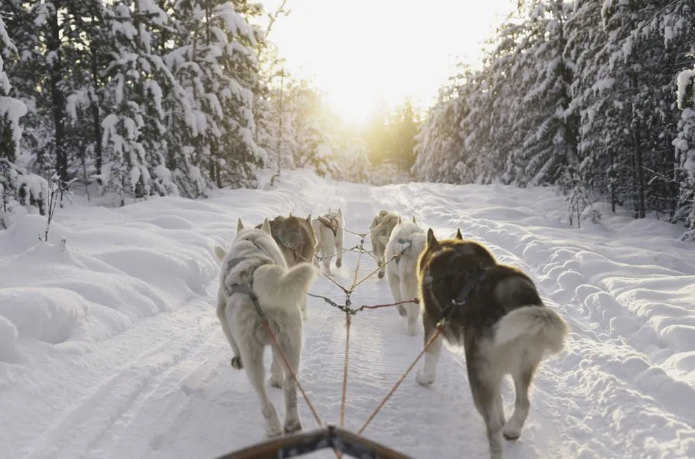 Go dog sledding in Granö