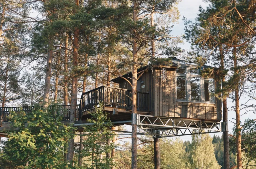 Bird's nest