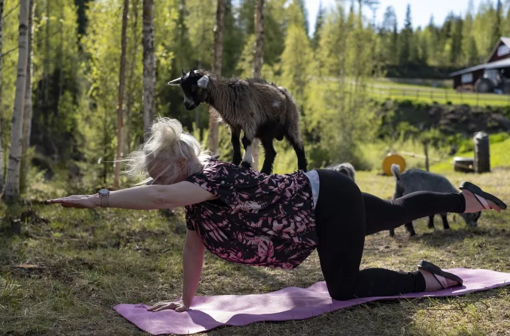 Maine Lindholm Yoga with goats