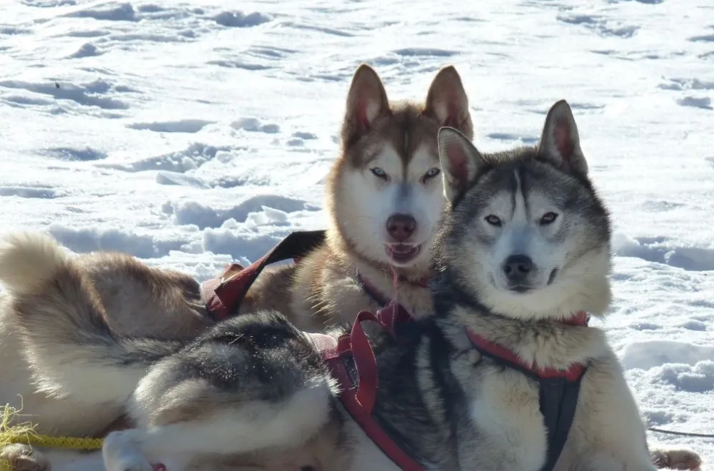 A taste of mushing with Aurora Borealis Adventure