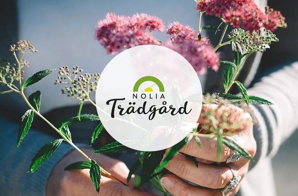 Nolia Trädgård 