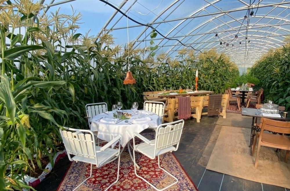 Dinner in the greenhouse
