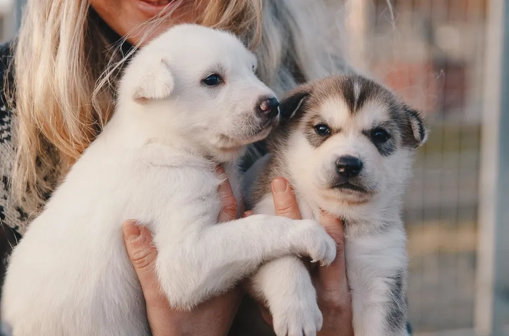 Husky House