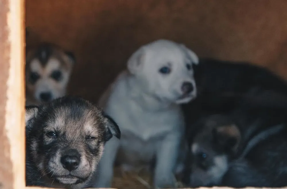 Husky House