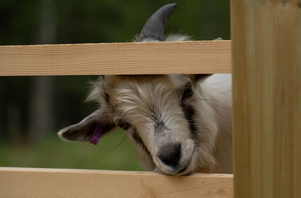 Glamorous camping with goats
