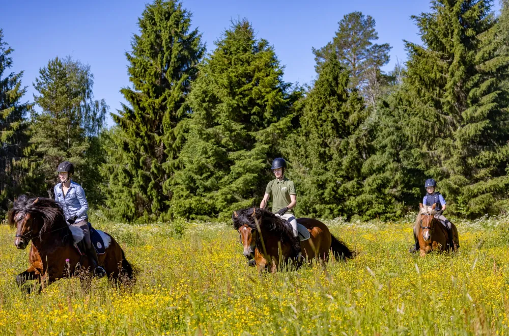 Horse Trekking at Backfors Farm