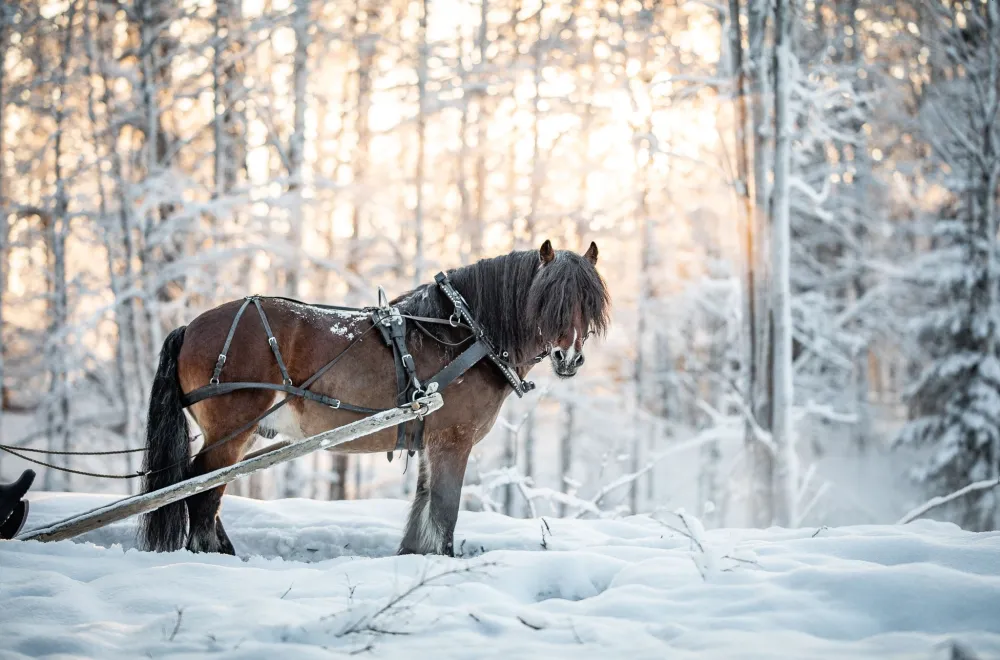 Horse Trekking at Backfors Farm