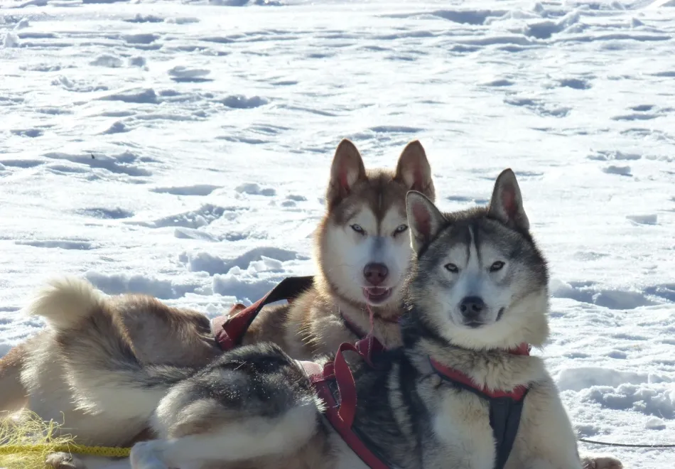 Hundspann, Aurora Borealis adventure