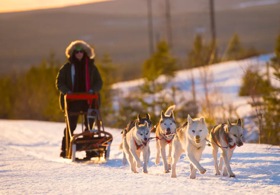 Hundspann Granö Beckasin