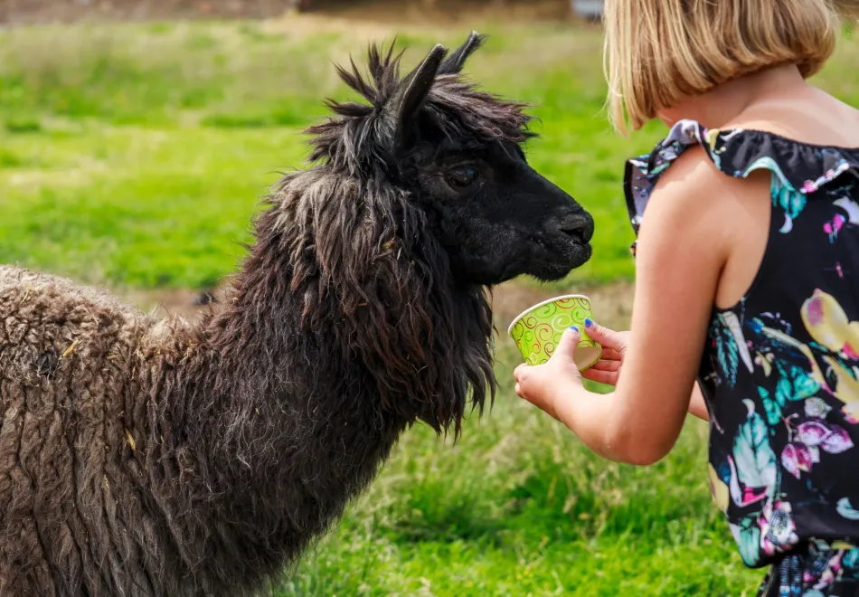Alpacka och flicka