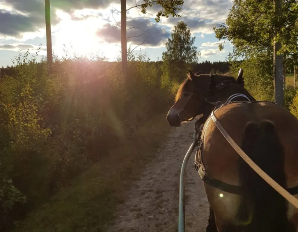 Häst och vagn i solnedgång