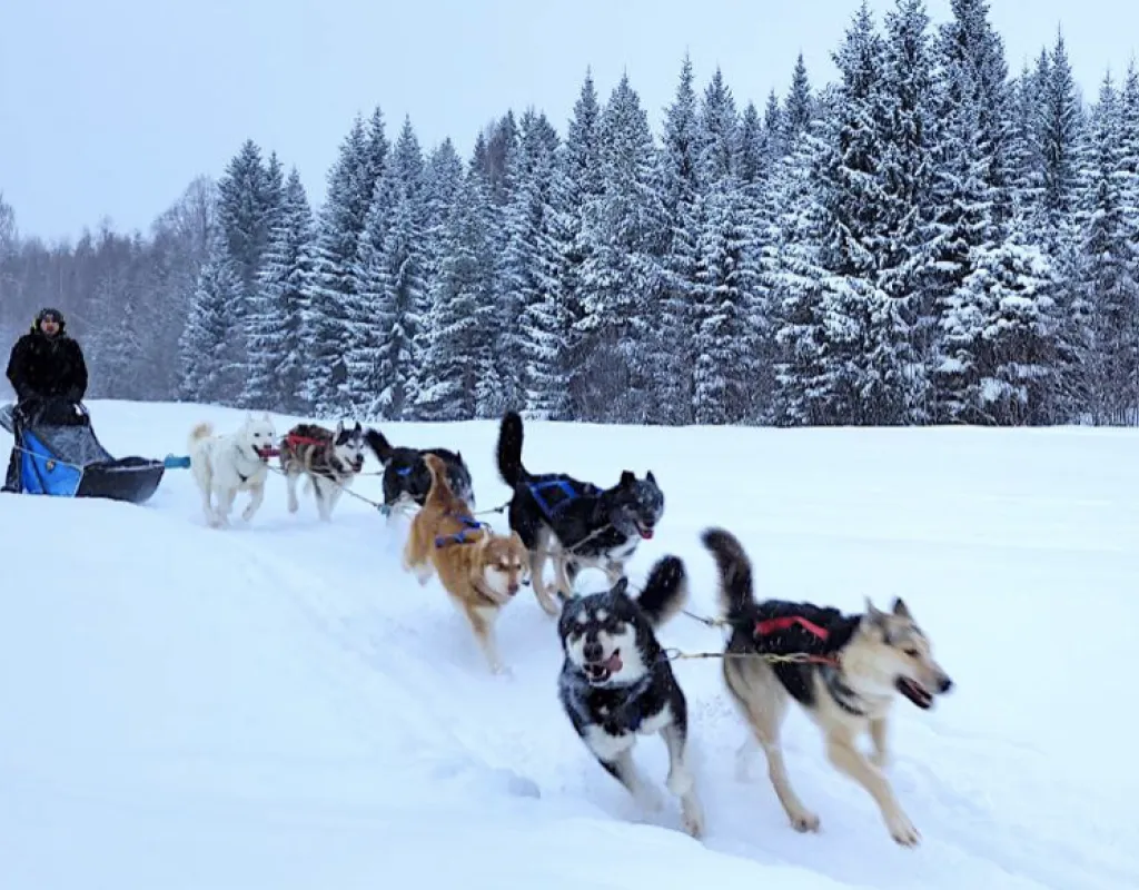 Hundspann hundar som springer