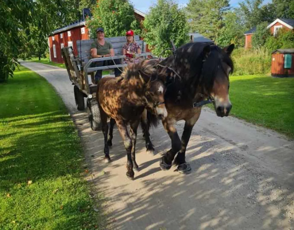 Häst och vang i Långviken