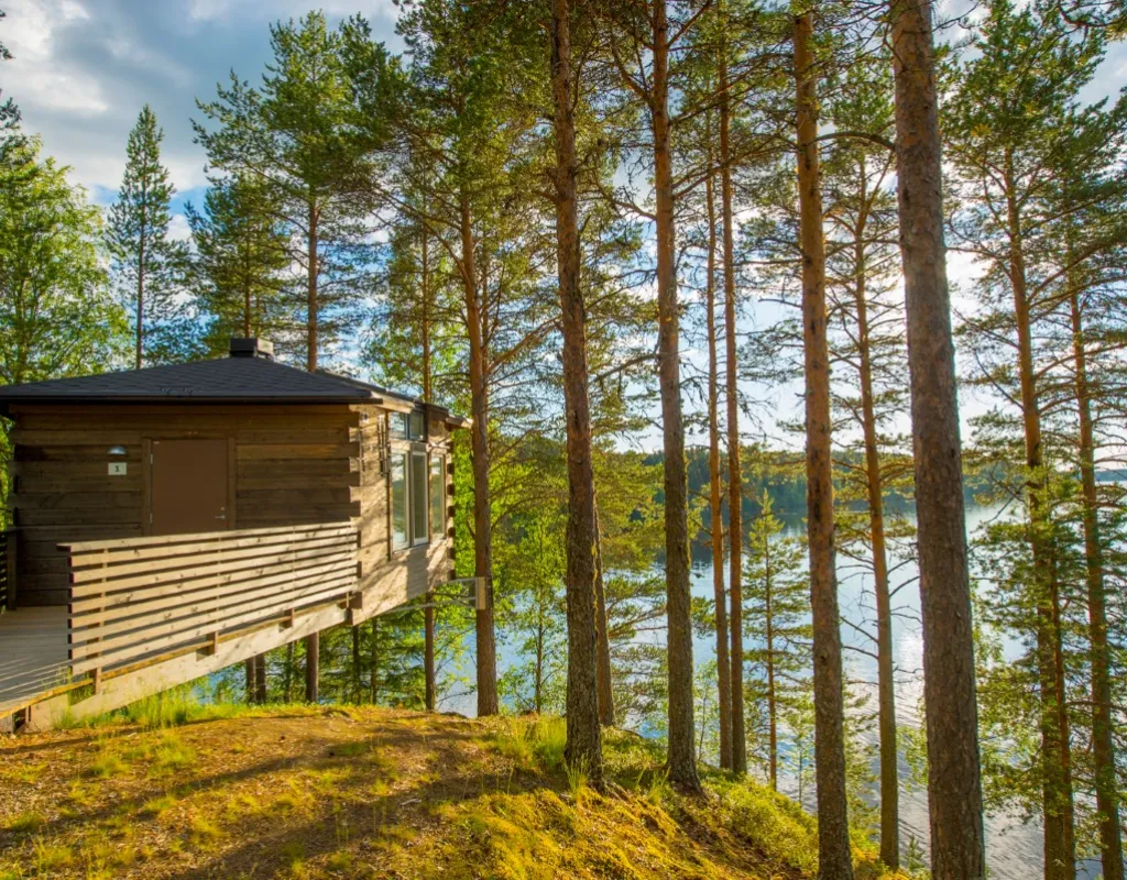 Granö Beckasin. Fågelnäste