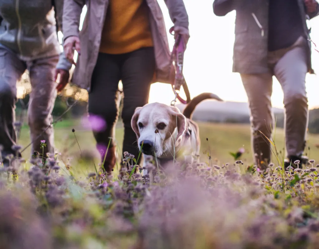 Social hundpromenad