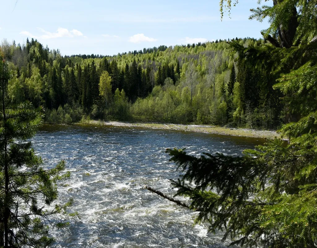 Vindelforsen i bakgrund med träd