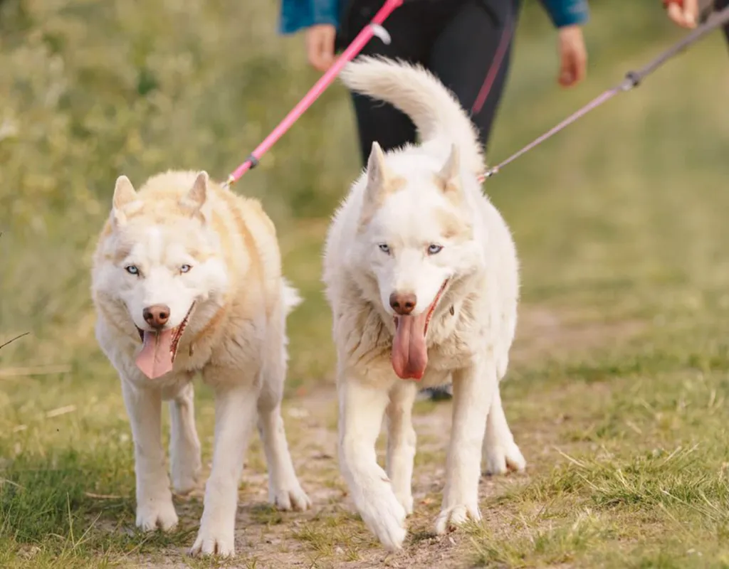 Huskywalk