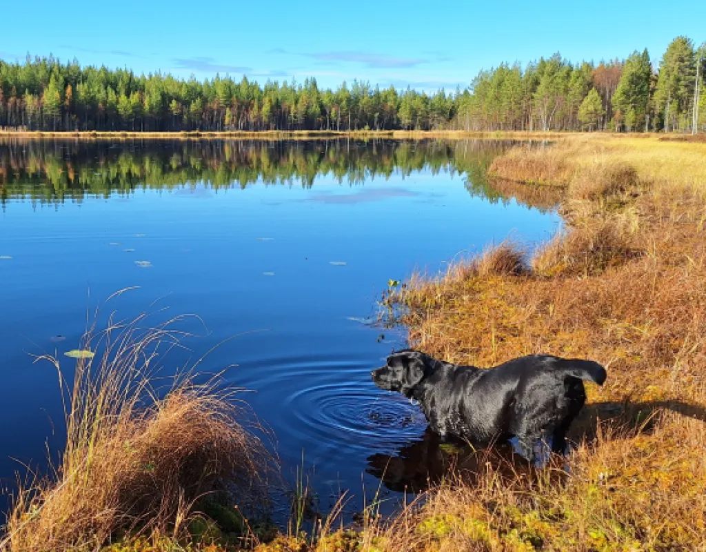Hund som dricker vatten ur ett vattendrag